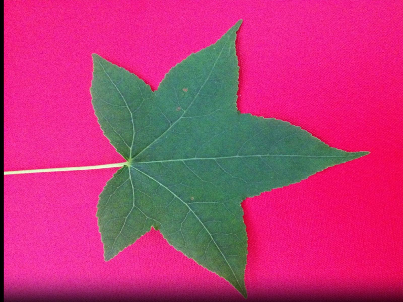 A plant leaf tested by NASA's Tool for Rapid Identification of TCE in Plants