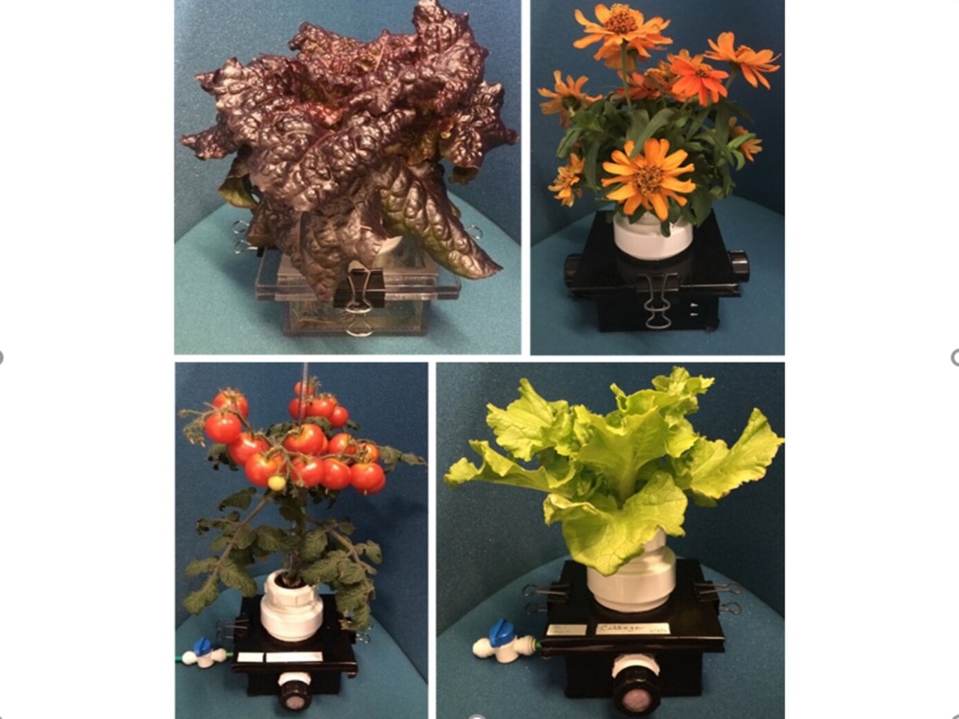 Collage of various plants and vegetables produced in the PONDS system