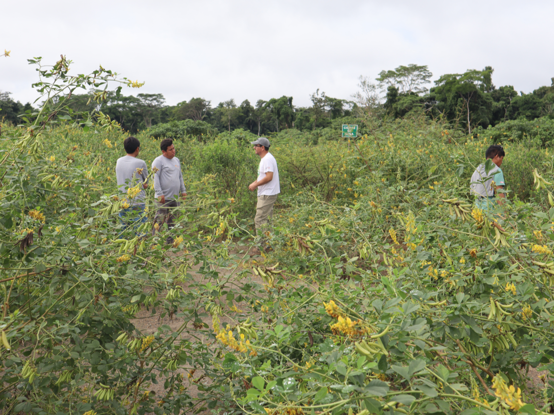 In June of 2024, volunteers with Flying Forests’ reforestation efforts examine a formerly barren area in the Peruvian rainforest that they sowed with seedballs only the previous November. Now this crop of smooth Crotalaria provides ground cover to allow other native species to take root. Credit: Beta Earth LLC