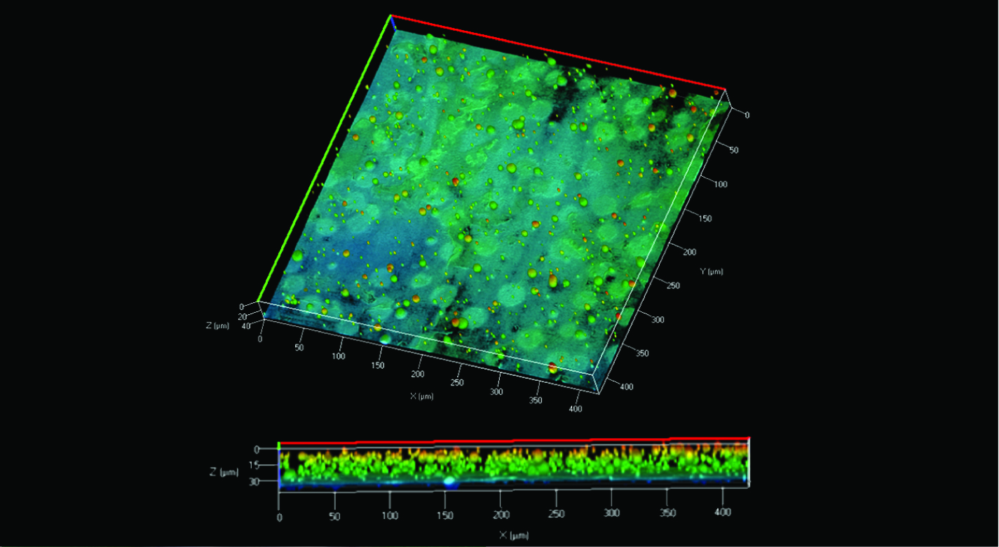 3D images under fluorescent microscope of coating containing encapsulated fluorescent corrosion indicator