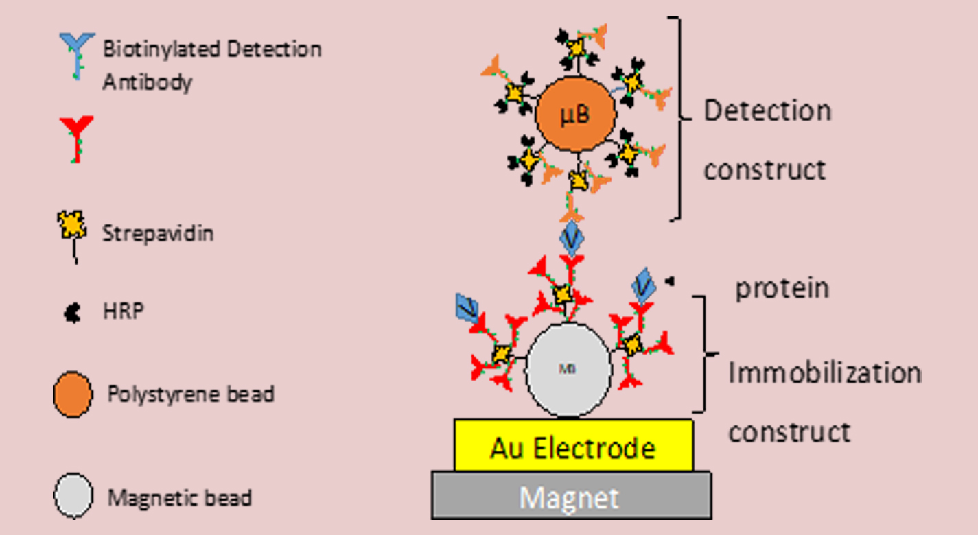 Electrochemical ELISA Schematic
